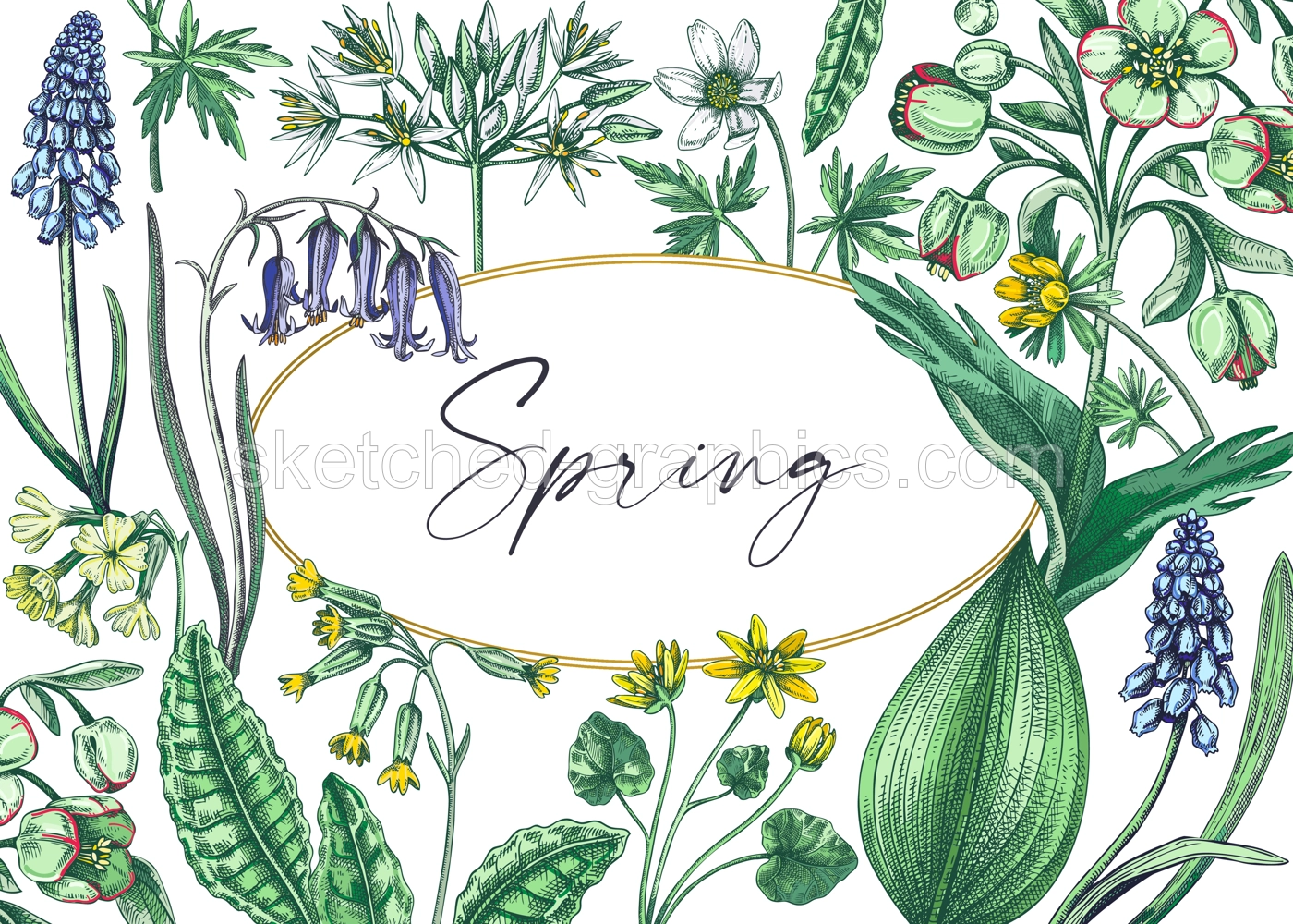 Realistic floral background. Woodland wild flower sketches. Hand-drawn vector illustrations. Botanical design in color. Wildflowers frame.  Illustration